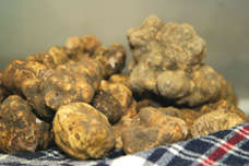 Whole Fresh White Truffles (Alba, Italy)