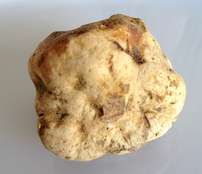 One Whole Fresh White Truffle (Alba Truffle)