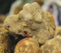 One large Whole Fresh White Truffle (Alba Truffle)