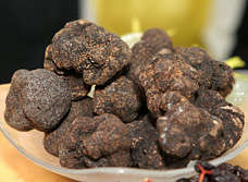 Perigord Black Truffles