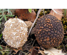 Fresh Summer Black Truffles